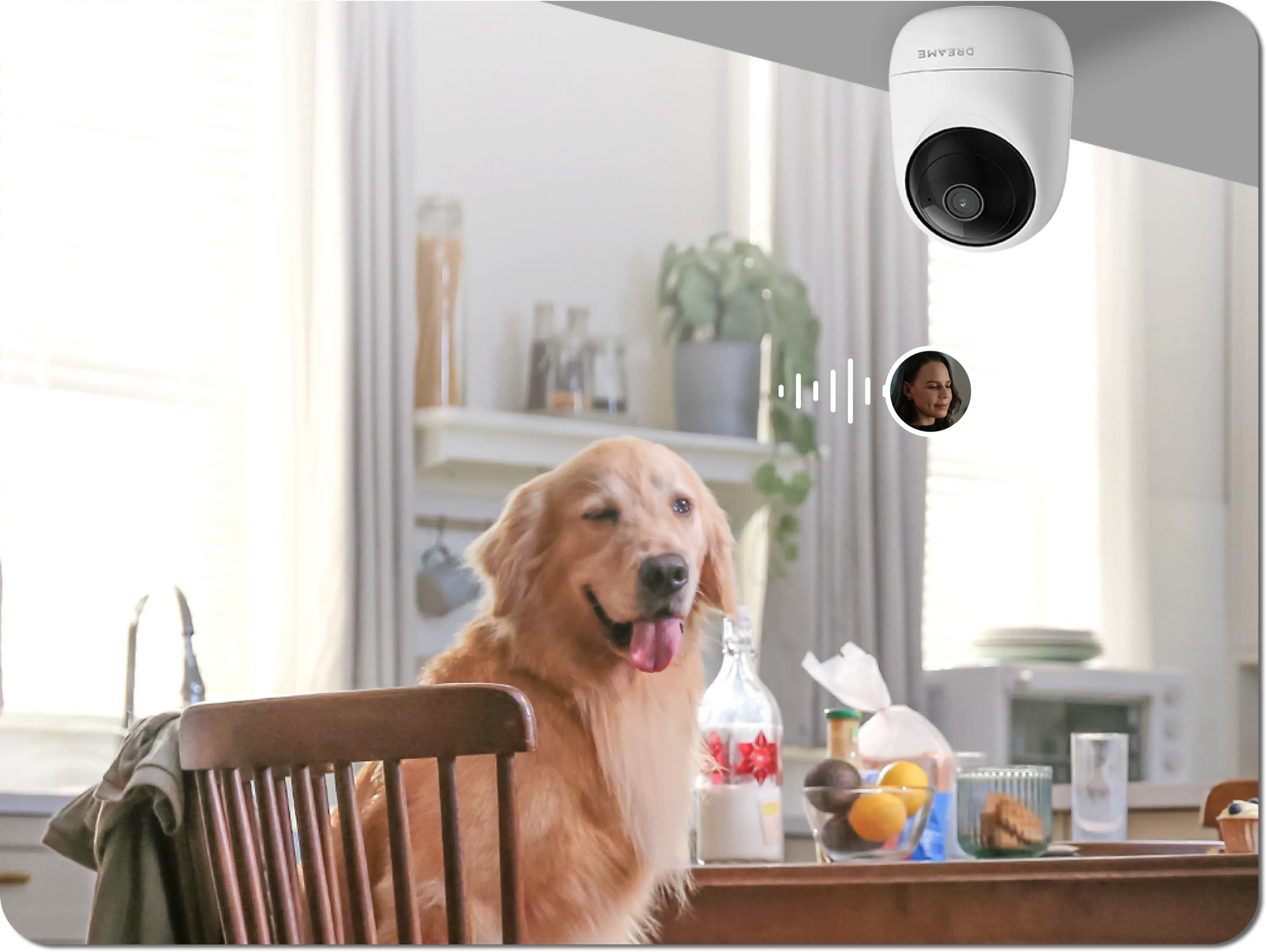 Dreame NAVO Care SE 1 InCam con audio bidirezionale per correggere a distanza il cane sul tavolo in cucina